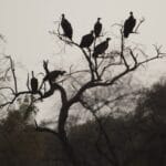 वल्चर सेफ ज़ोन: गिद्धों को बचाने की एक पहल