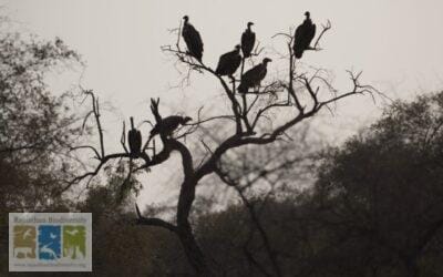 वल्चर सेफ ज़ोन: गिद्धों को बचाने की एक पहल