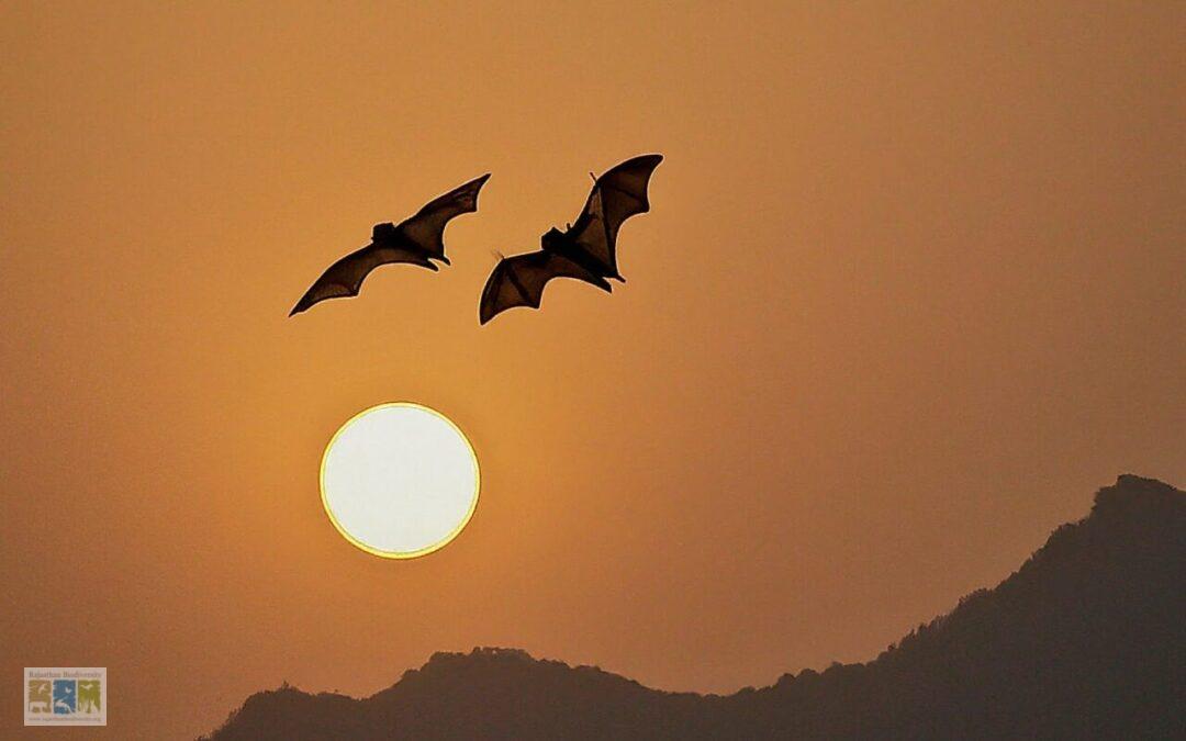 The Strange Tale of Two Missing Bats in Rajasthan