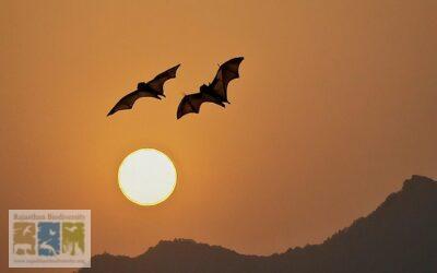 The Strange Tale of Two Missing Bats in Rajasthan