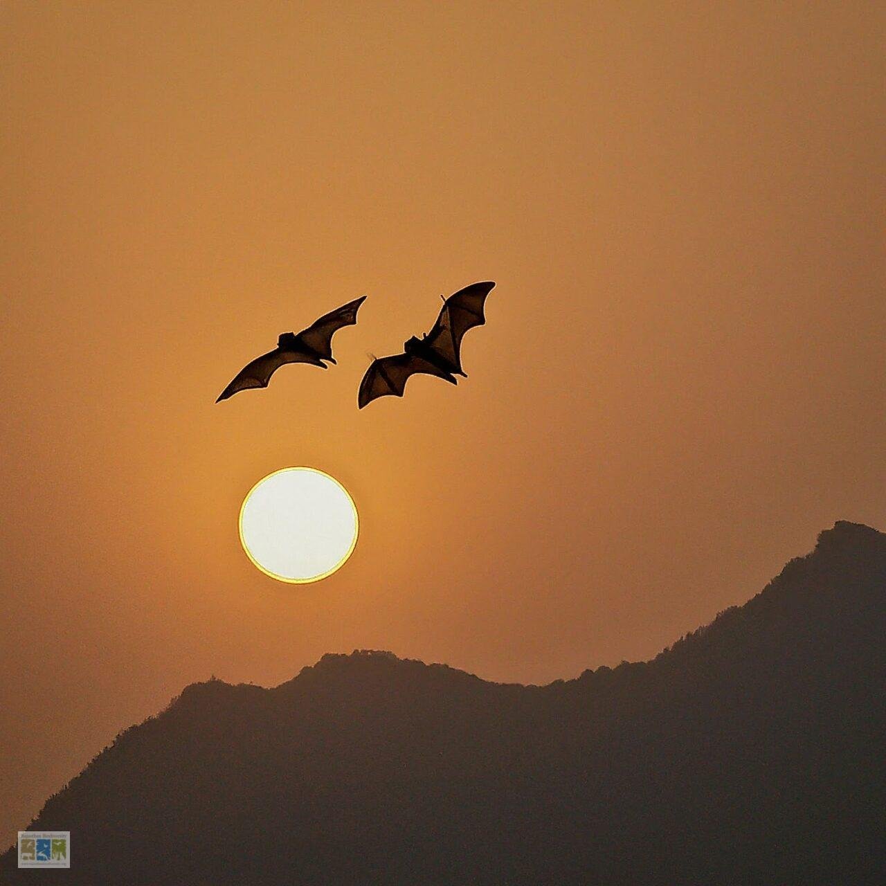 The Strange Tale of Two Missing Bats in Rajasthan