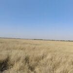 तालछापर अभ्यारण्य में ग्रीन लिंक्स मकड़ी की नई प्रजाति