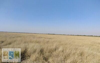 तालछापर अभ्यारण्य में ग्रीन लिंक्स मकड़ी की नई प्रजाति