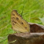 राजस्थान में पाई जाने वाली पैंसी तितलियां