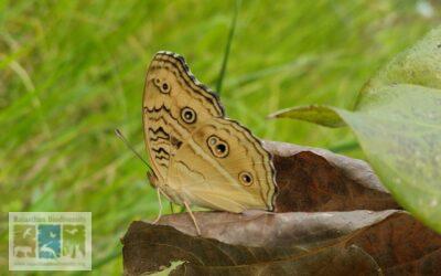 राजस्थान में पाई जाने वाली पैंसी तितलियां