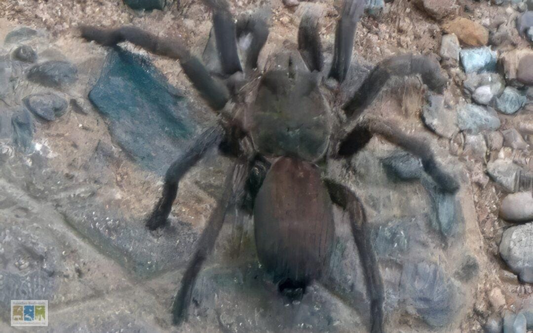 राजस्थान में पहली बार टारेंटुला मकड़ी का रिकॉर्ड: एक अद्भुत खोज