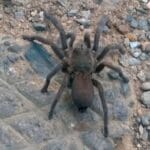 First Record of Tarantula Spider in Rajasthan: A Remarkable Discovery