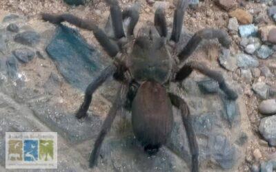 First Record of Tarantula Spider in Rajasthan: A Remarkable Discovery