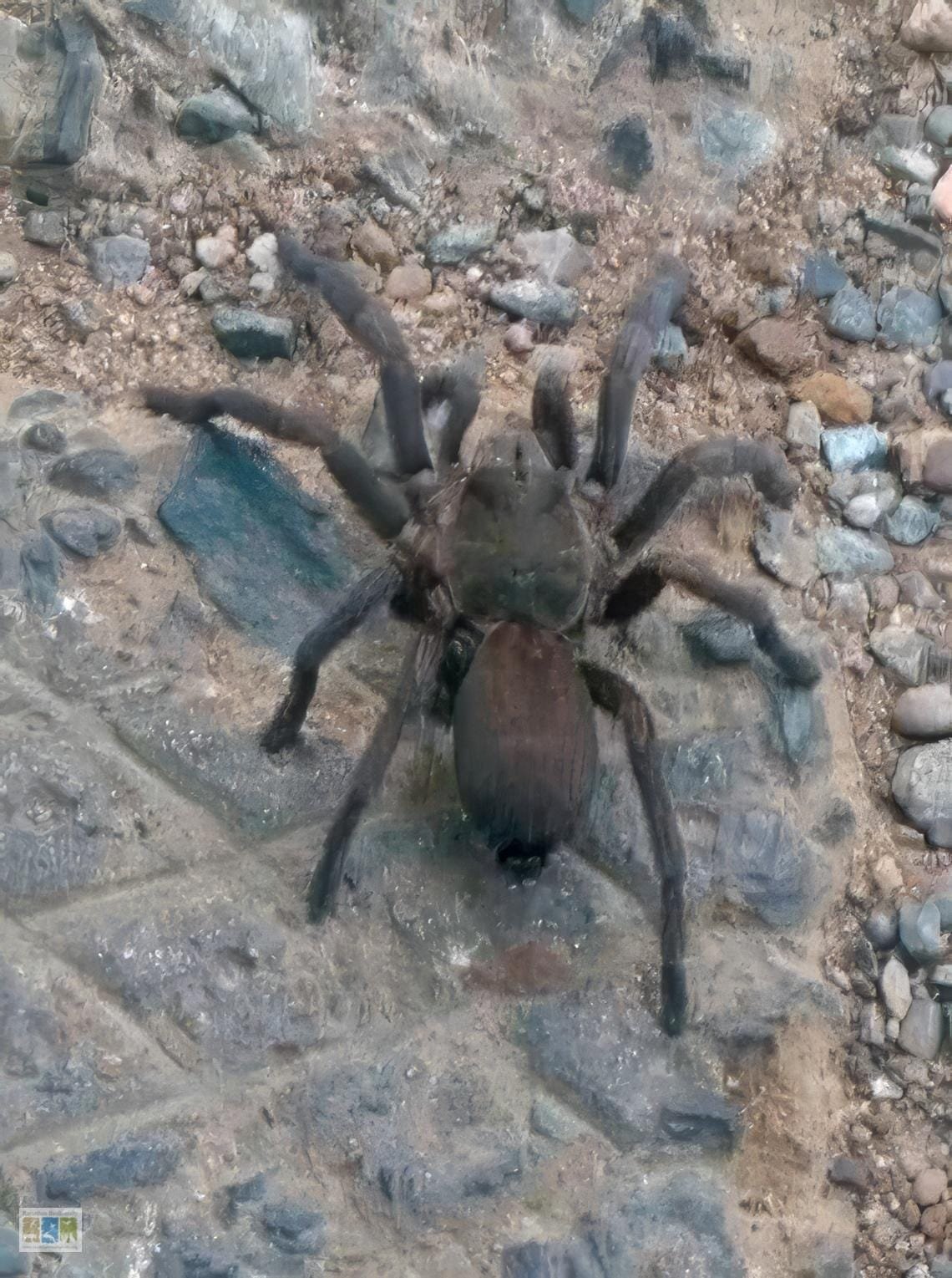 First Record of Tarantula Spider in Rajasthan: A Remarkable Discovery