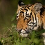 रणथम्भौर से गायब हुए बाघों का रहस्य