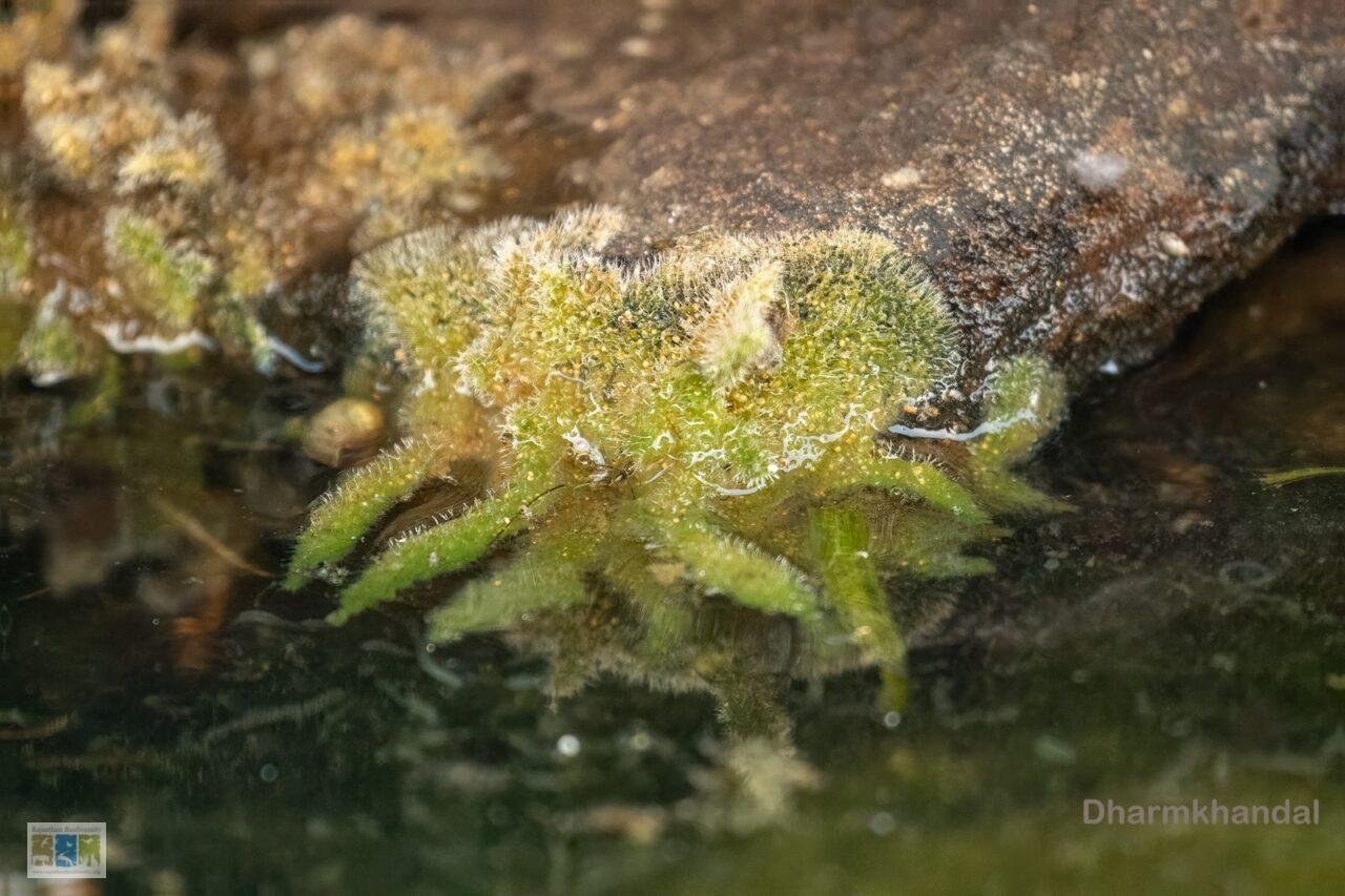 A Living Filter: The Role of Freshwater Sponges in Aquatic Ecosystems