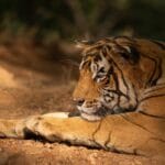 पारिस्थितिकी नोट्स 1: प्राकृतिक रूप से मरे बाघों का शव क्यों नहीं मिलता?