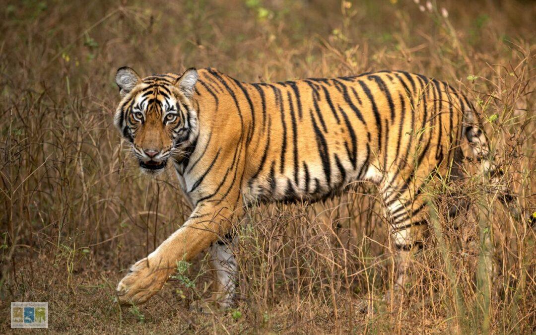 रणथंभोर में बाघ संरक्षण की वर्तमान चुनौतियां