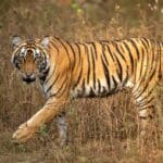 रणथंभोर में बाघ संरक्षण की वर्तमान चुनौतियां