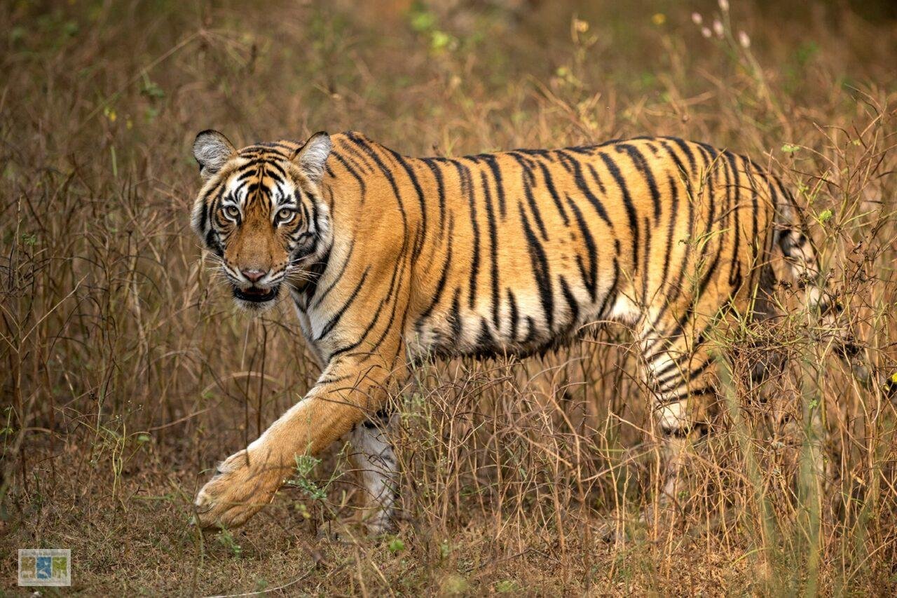 रणथंभोर में बाघ संरक्षण की वर्तमान चुनौतियां
