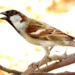 House Sparrow