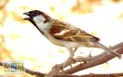 Fading sound of the sparrow