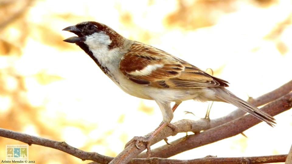 Fading sound of the sparrow