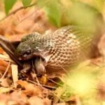 Snake attacking a Bat, Cobra attacks a fruit bat