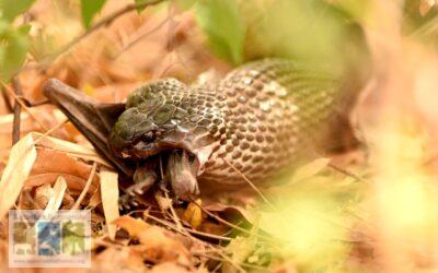 काईरोप्टेरोफेजी: एक शिकारी और शिकार की कहानी