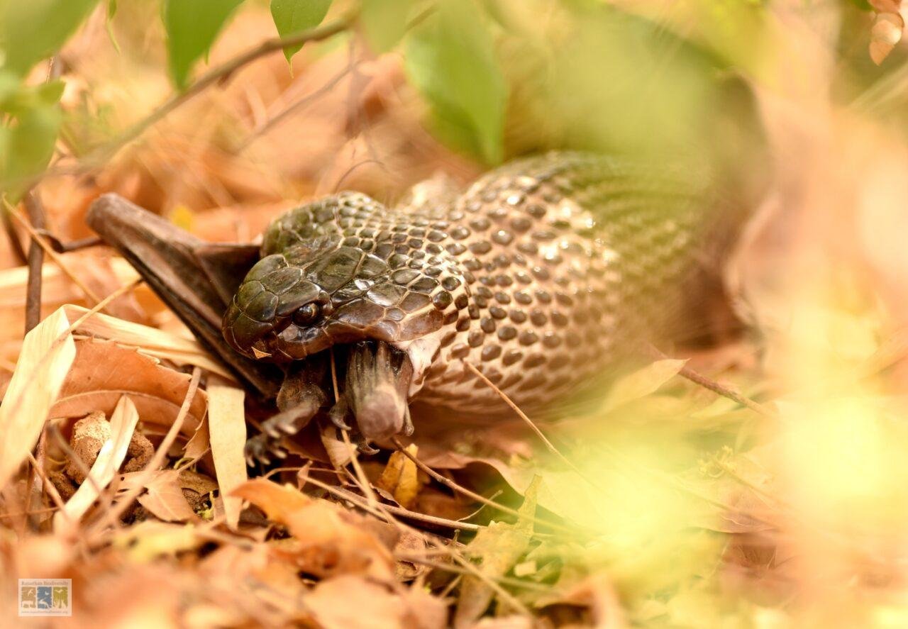 Snake attacking a Bat, Cobra attacks a fruit bat