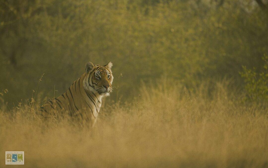 रंग दृष्टि: प्रत्येक जीव के लिए अलग-अलग अनुभव