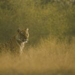 how does mammal sees the world