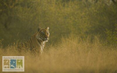 रंग दृष्टि: प्रत्येक जीव के लिए अलग-अलग अनुभव