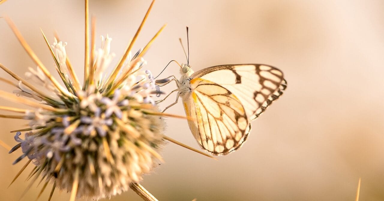 pioneer, caper white, butterfly feeding nectar from echinops echinatus