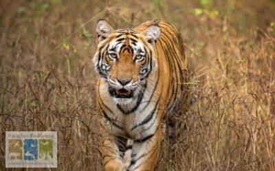 पुस्तक समीक्षा: राजस्थान के बाघों का संसार