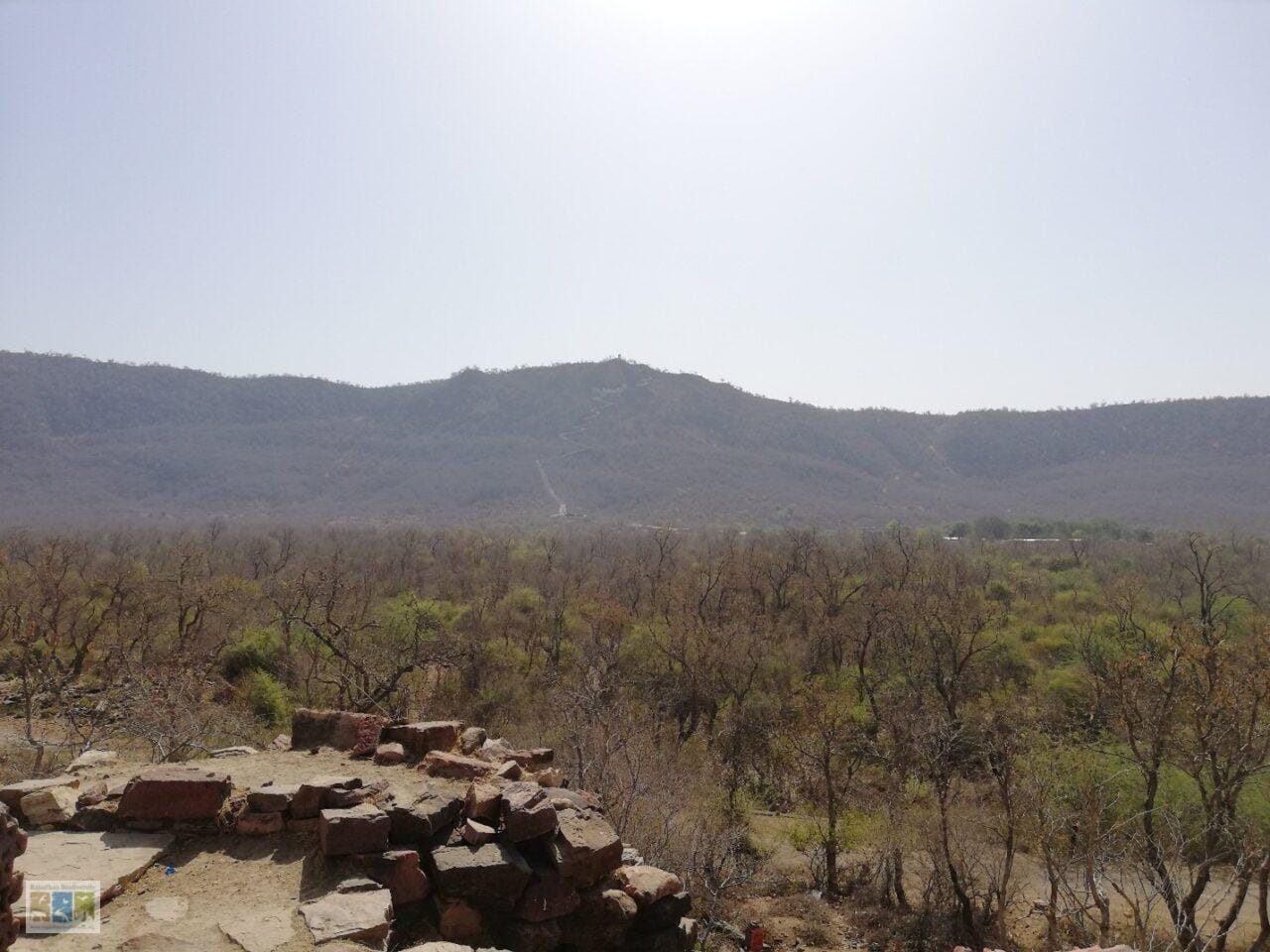 Dhonk forest