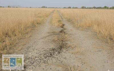 कीडी नगरा