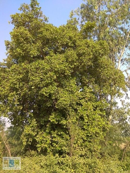 Picture3 Picture 1 Kadam Talab with catchment