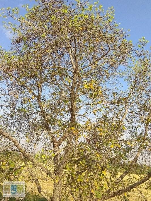 Picture4 Picture 2 Kadam Talab with Satellite catchment