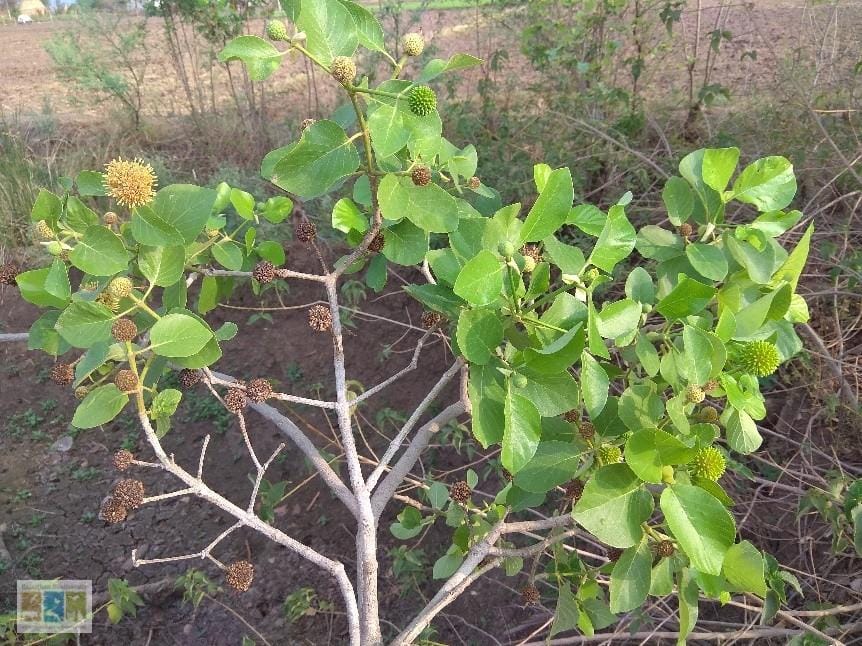 Picture5 चित्र 2.3: मित्रागायना पार्वीफोलिया: पुष्प काल क्लोजअप