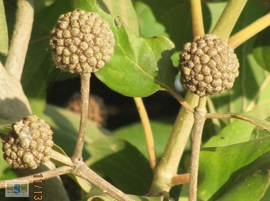 Picture6 चित्र 2.4: मित्रागायना पार्वीफोलिया: पुष्प मुण्ड क्लोजअप