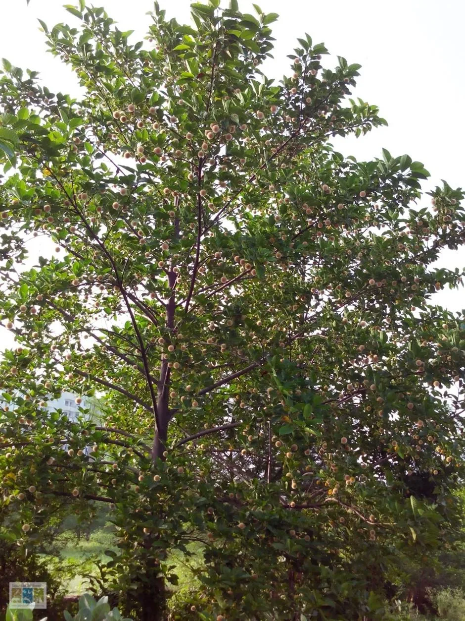 चित्र 3.1: नियोलैमार्किया कदंबा वृक्ष