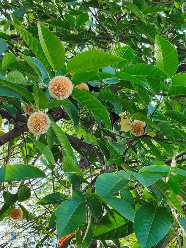 Picture8 चित्र 3.2: नियोलैमार्किया कदंबा पुष्प काल में