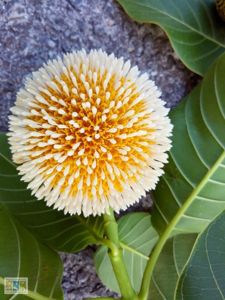 Picture9 चित्र 3.3: नियोलैमार्किया कदंबा पुष्प