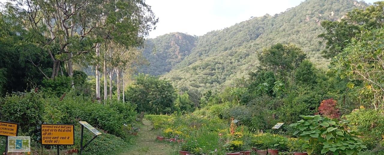 Vegetation of Butterfly Park Amberi - 2
