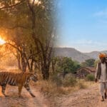 राजस्थान के बाघ अभयारण्यों से गाँवों के विस्थापन की तथ्यात्मक कहानी