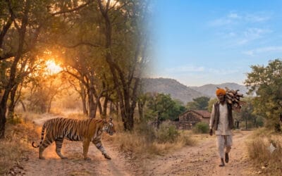 राजस्थान के बाघ अभयारण्यों से गाँवों के विस्थापन की तथ्यात्मक कहानी