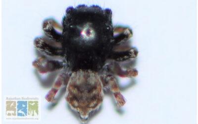 Langelurillus udaipurensis: A New Jumping Spider from the Aravalli Hills of Rajasthan