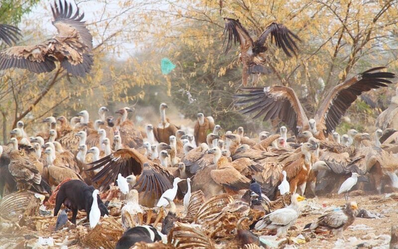 राजस्थान में गिद्धों का भविष्य: चुनौतियाँ और संरक्षण की दिशा
